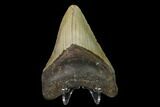 Fossil Megalodon Tooth - North Carolina #147027-2